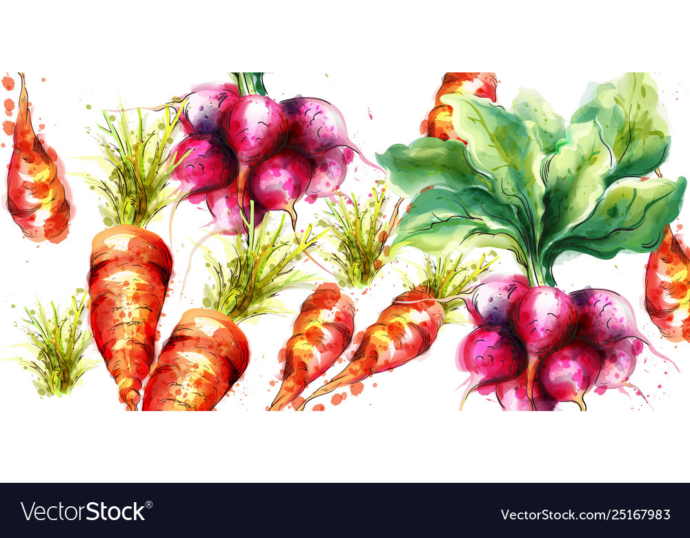 Carrots and radish watercolor fresh spring