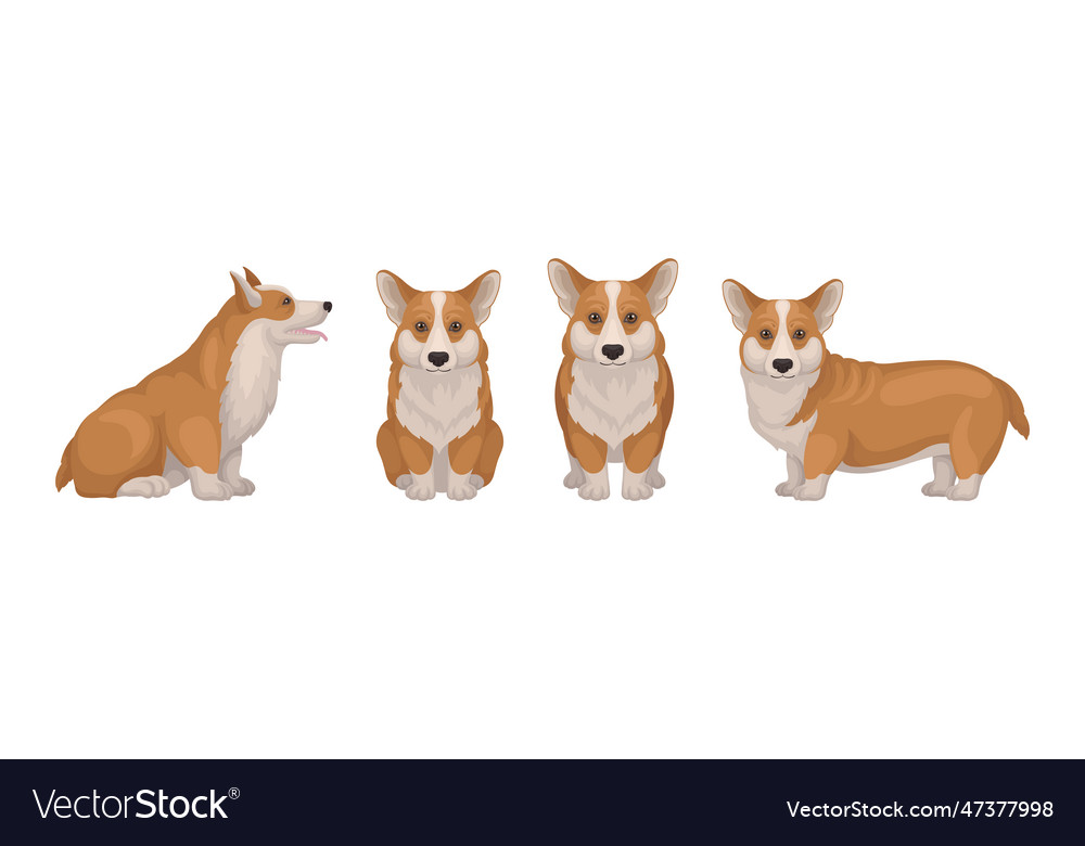 Welsh corgi dog with short legs in different poses