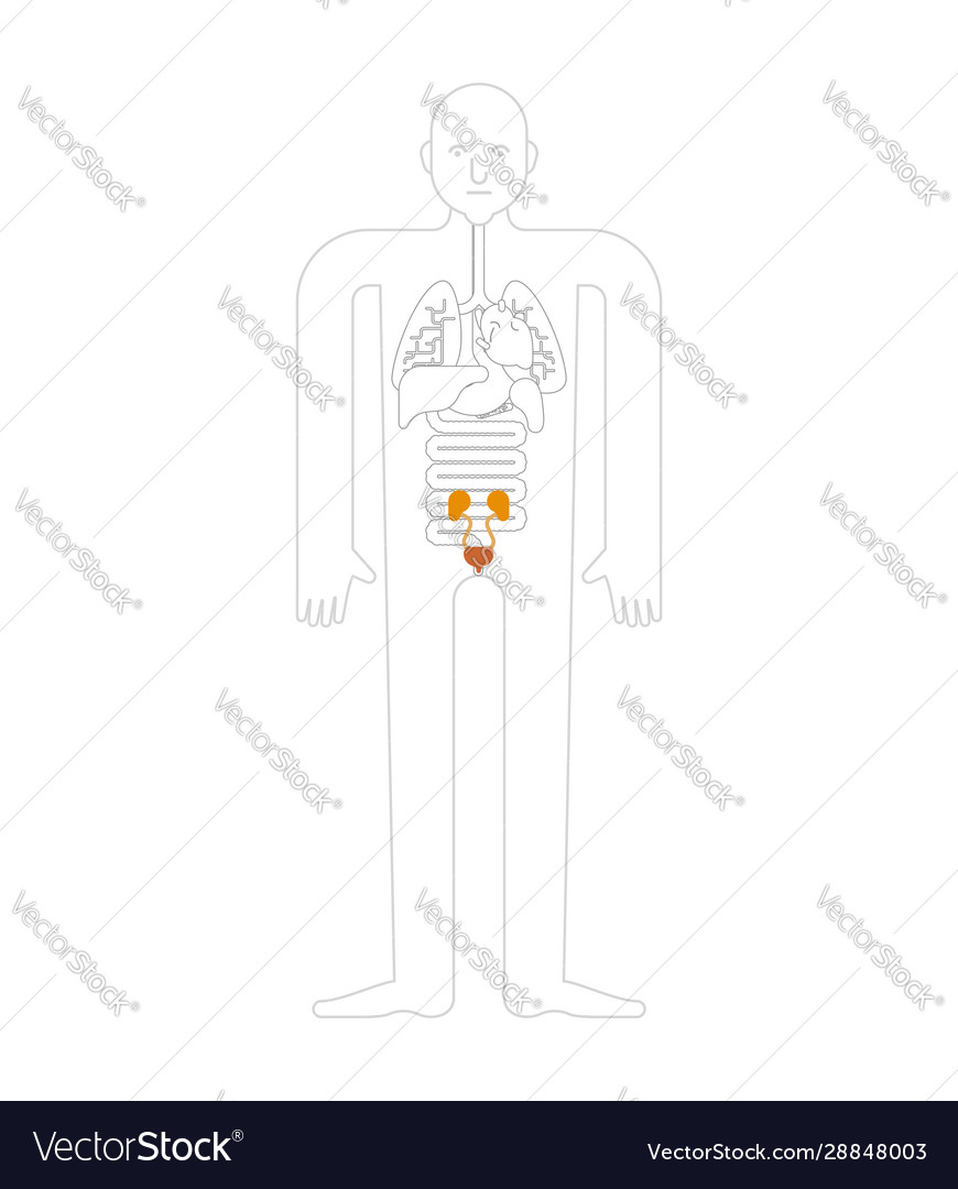 Kidney and bladder human anatomy gastrointestinal