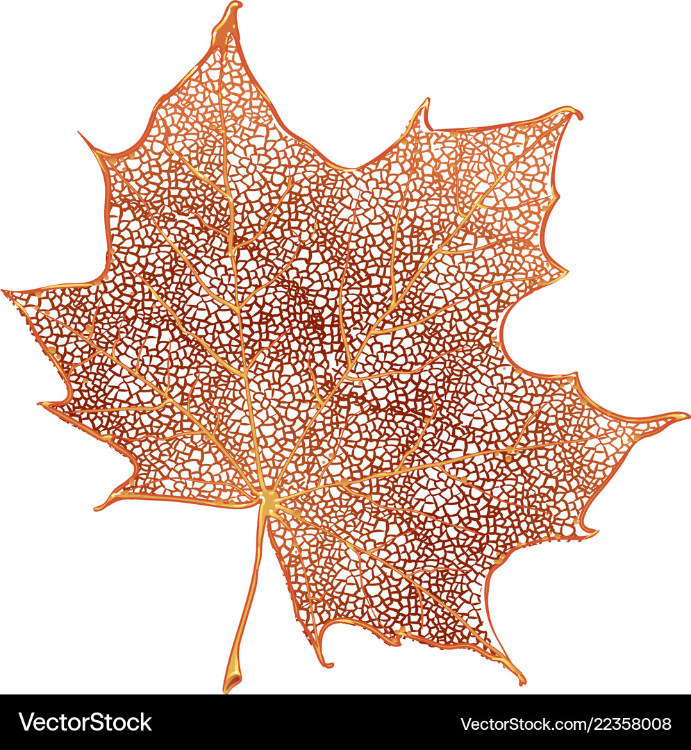Orange maple leaf isolated on white background Vector Image