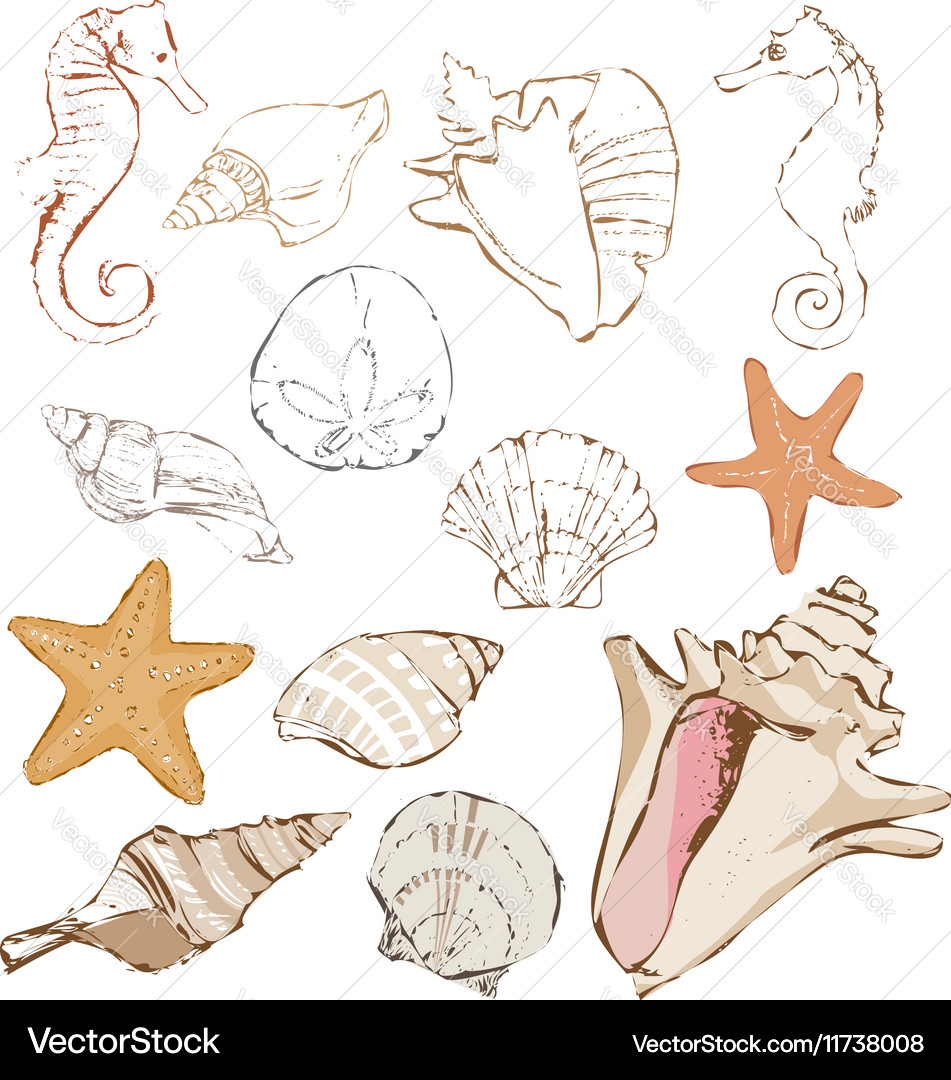 Seashells Royalty Free Vector Image - VectorStock