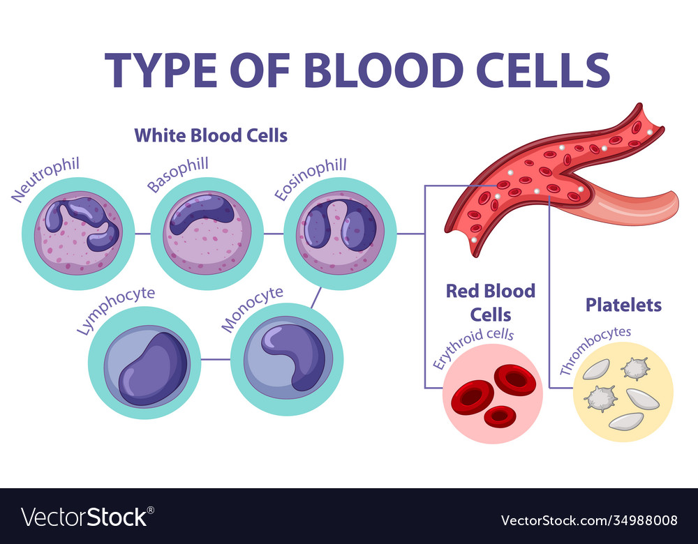 Type blood cells Royalty Free Vector Image - VectorStock