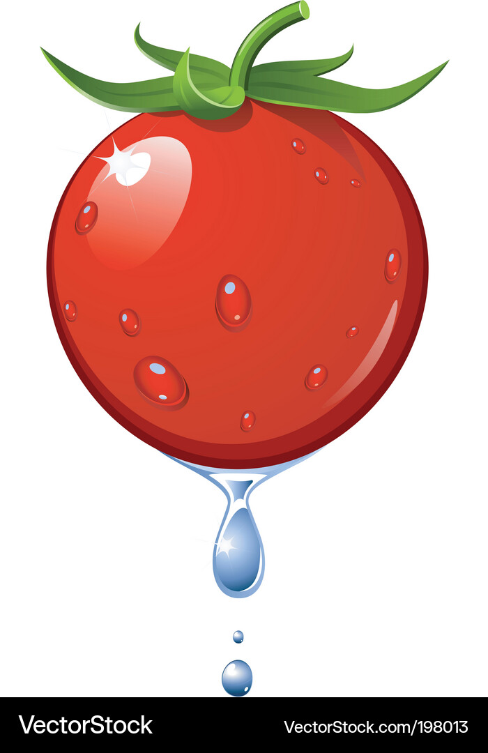 Fresh tomato Royalty Free Vector Image - VectorStock