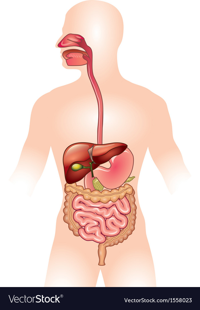 human digestive system