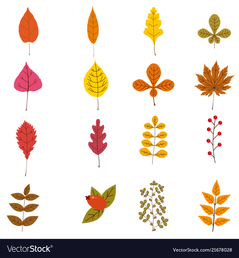 Set of cute colorful autumn leaves and berries