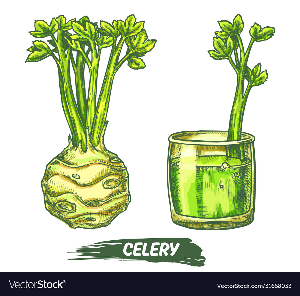 Celery vegetable line sketch in color vector image Celery vegetable line sketch in color