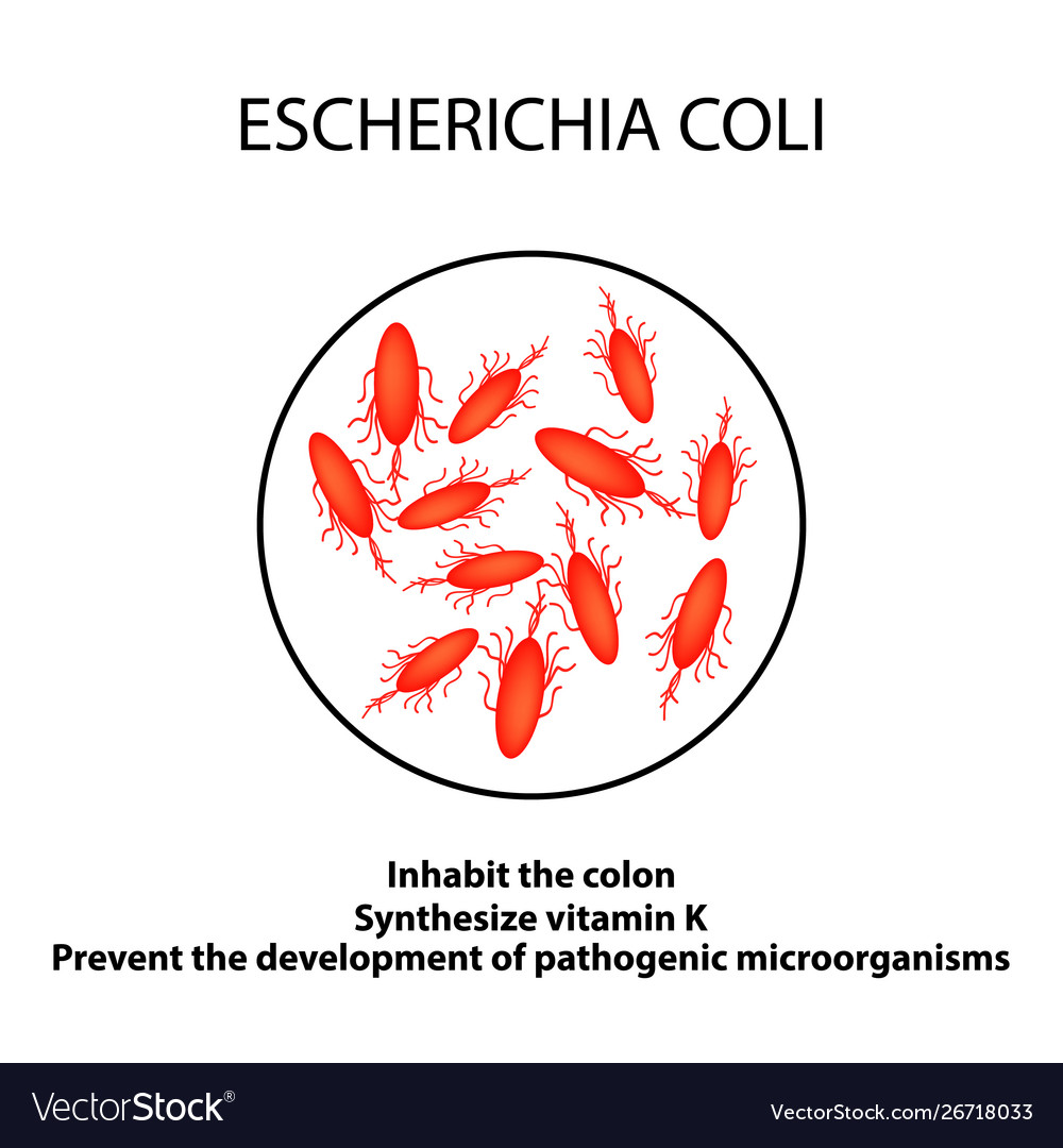 Structure and function escherichia coli