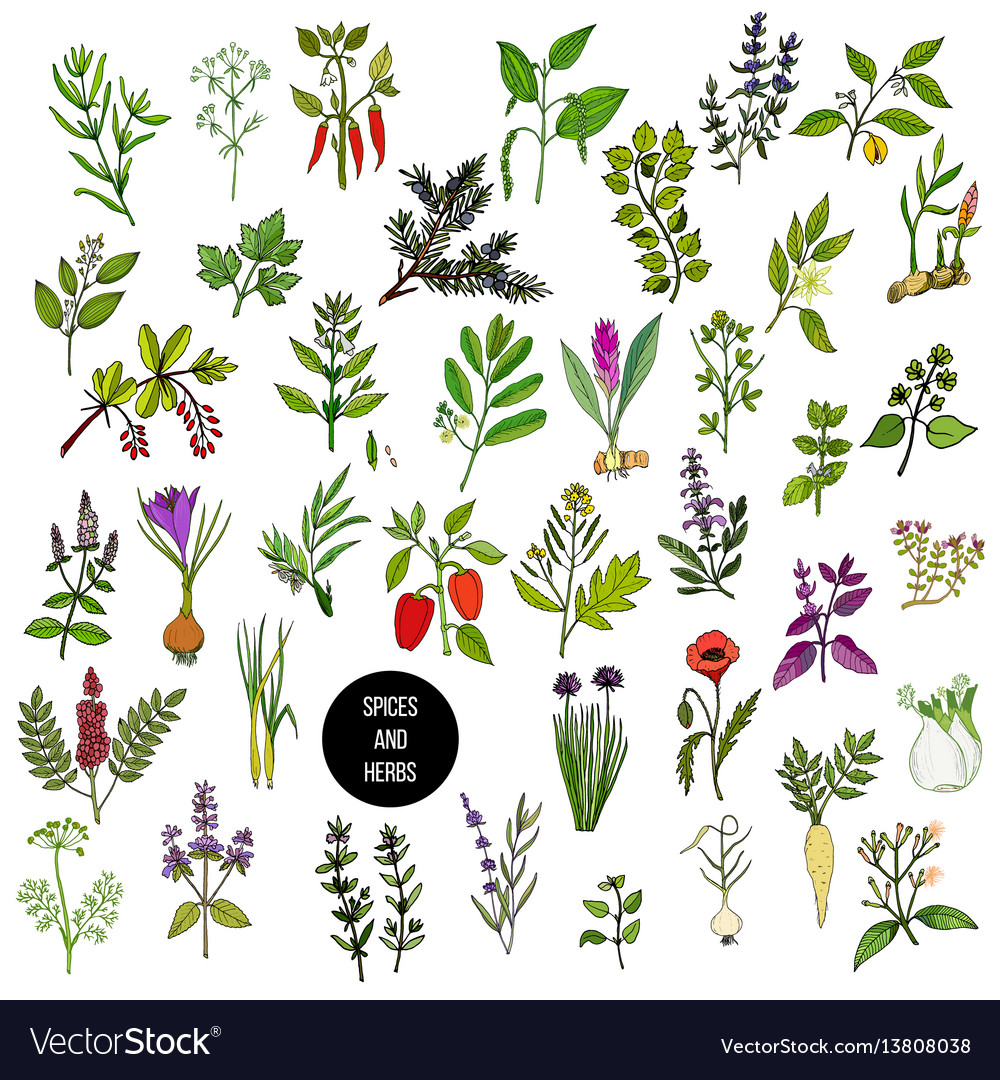 Hand Drawn Culinary Herbs & Spices Set