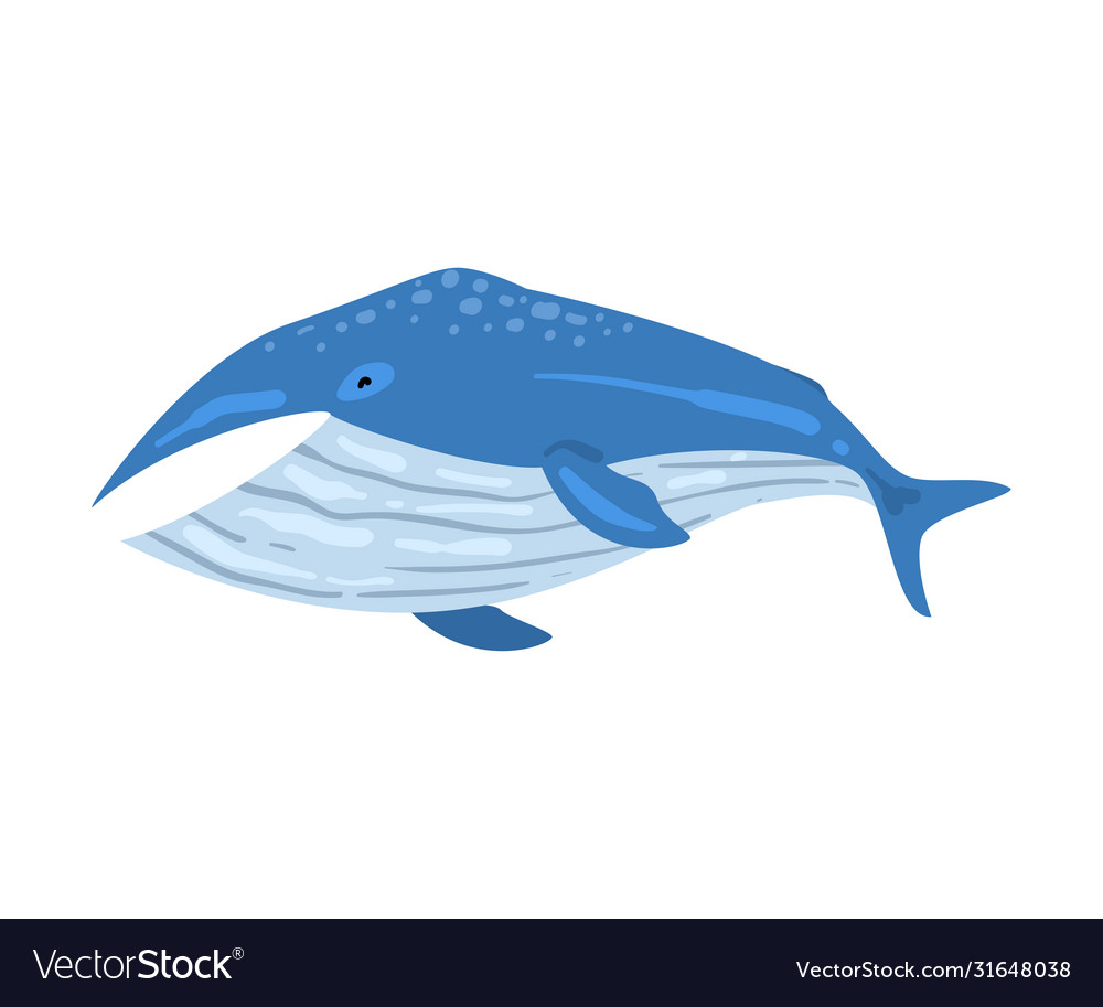 Whale mammal animal marine life element sea