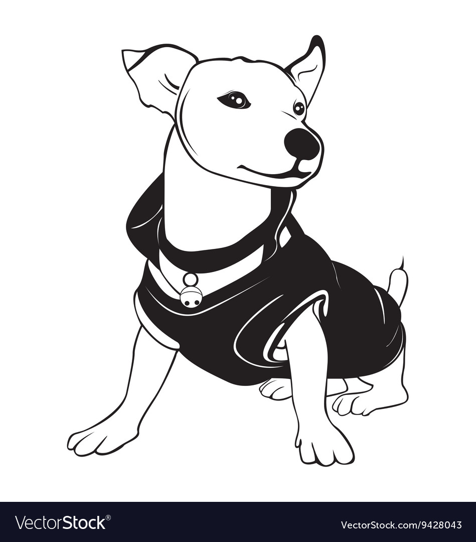 dog wearing shirt