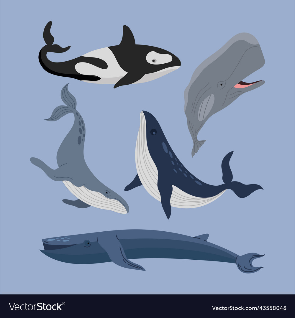 Five whales sealife animals Royalty Free Vector Image