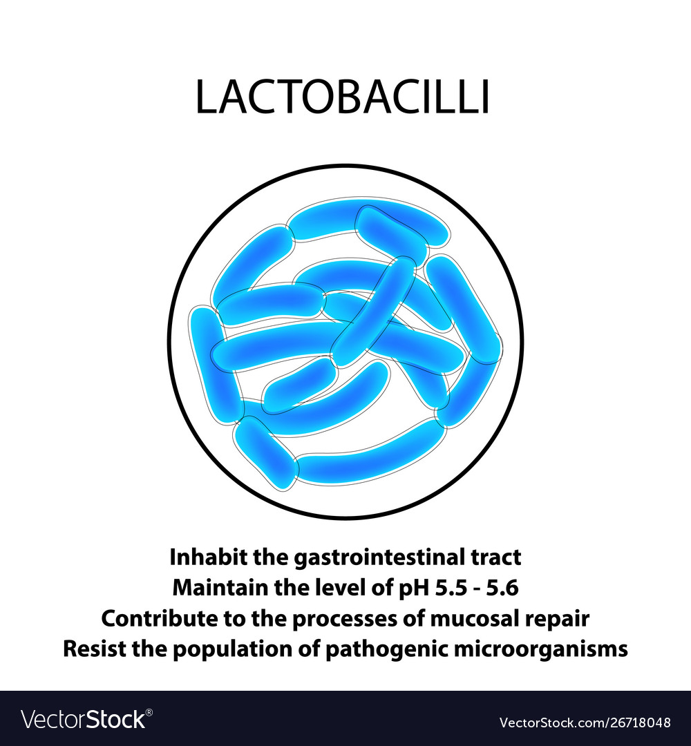 Structure and function lactobacillus Royalty Free Vector