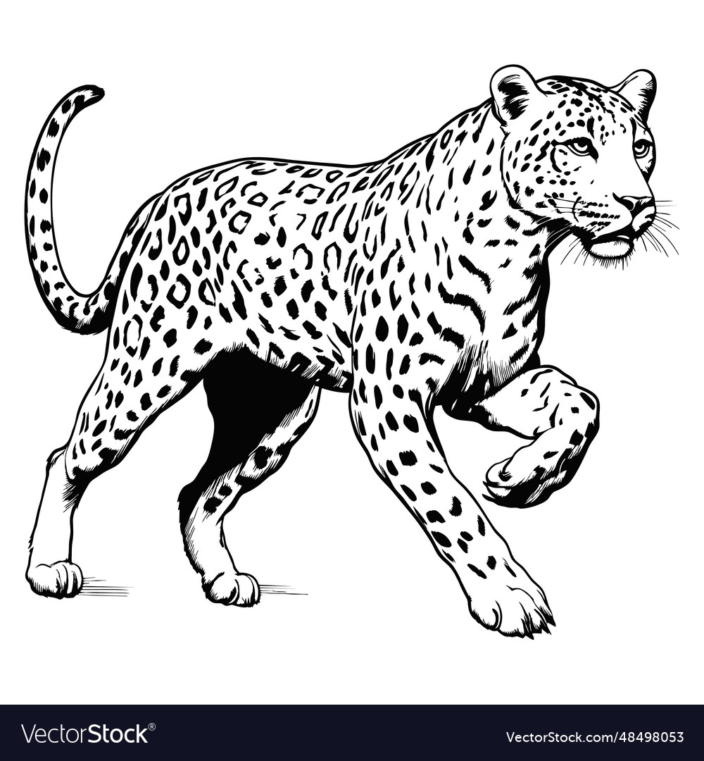 Attack leopard lines abstract