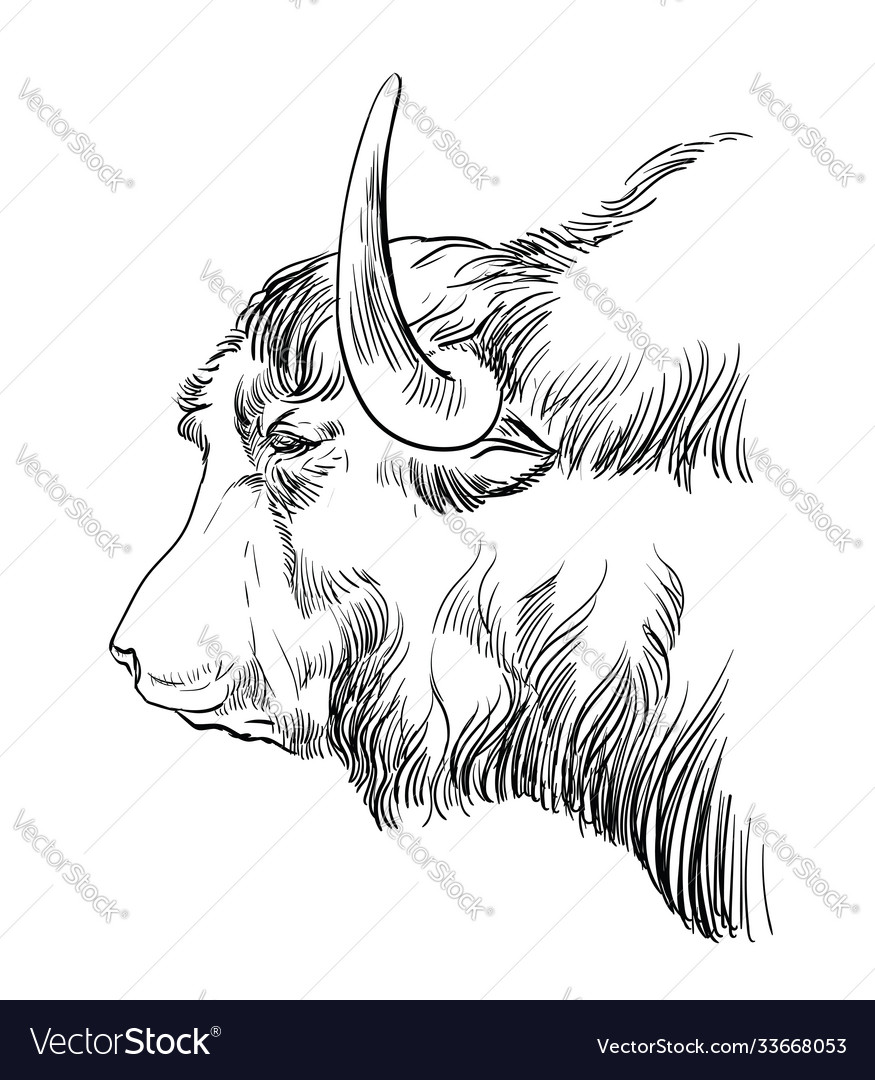 Head yak hand drawing