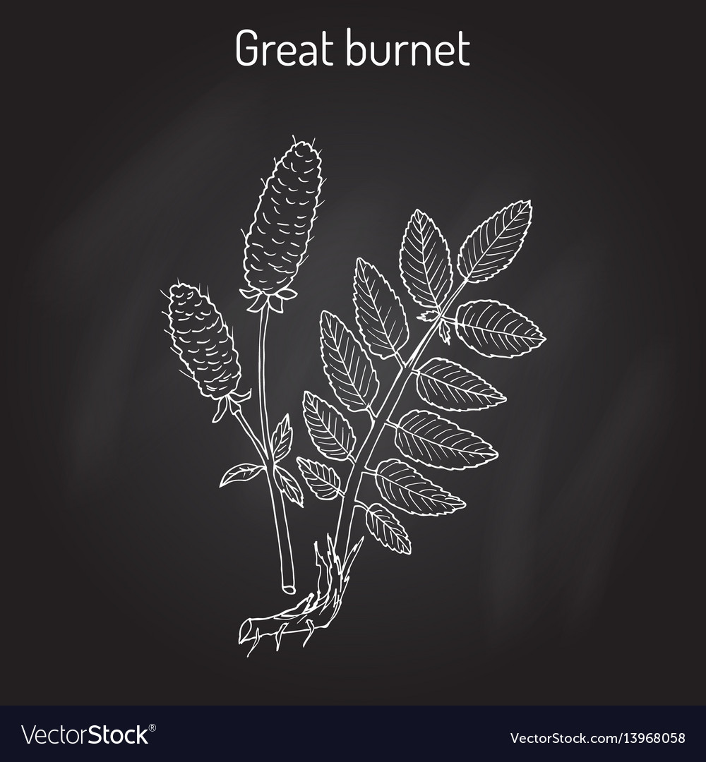 Great burnet sanguisorba officinalis medicinal