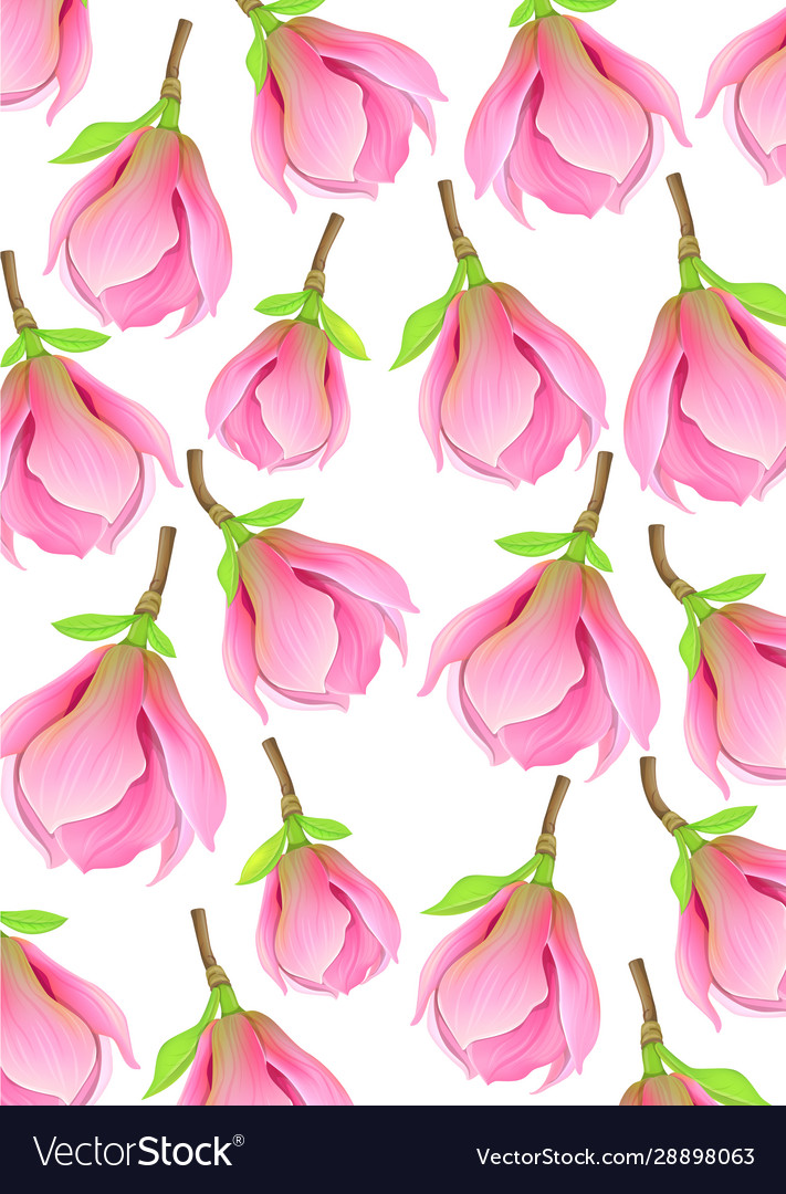Magnolia flowers vector image Magnolia flowers