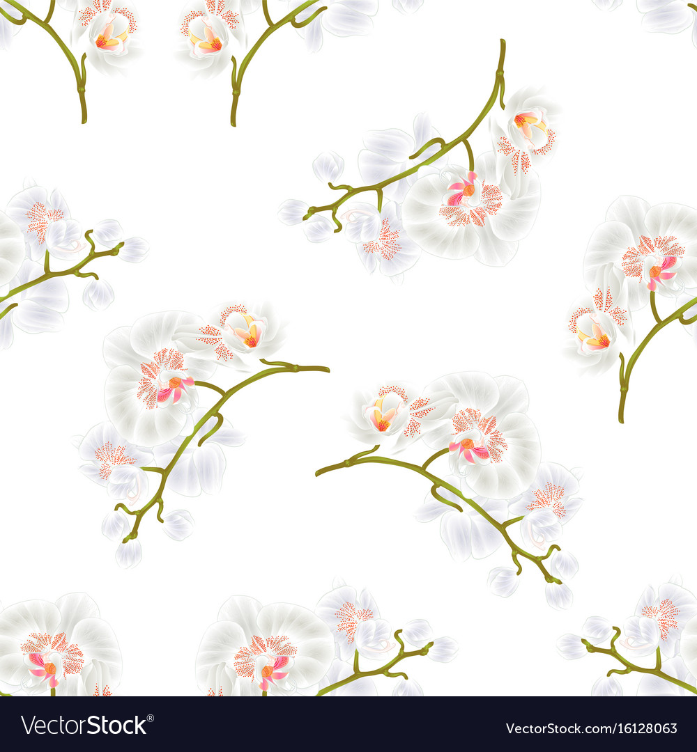 Seamless texture branches orchids phalaenopsis