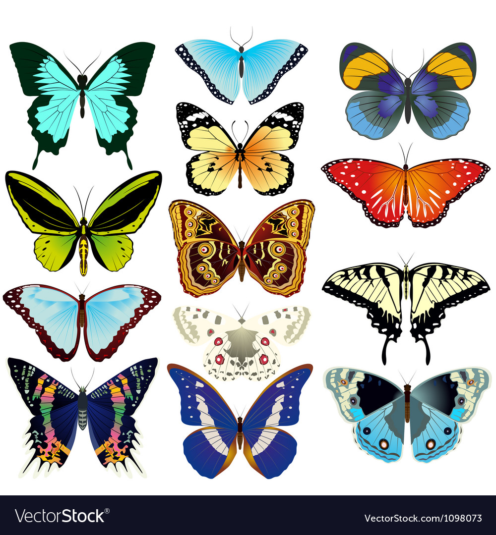 Vibrant Butterfly Collection
