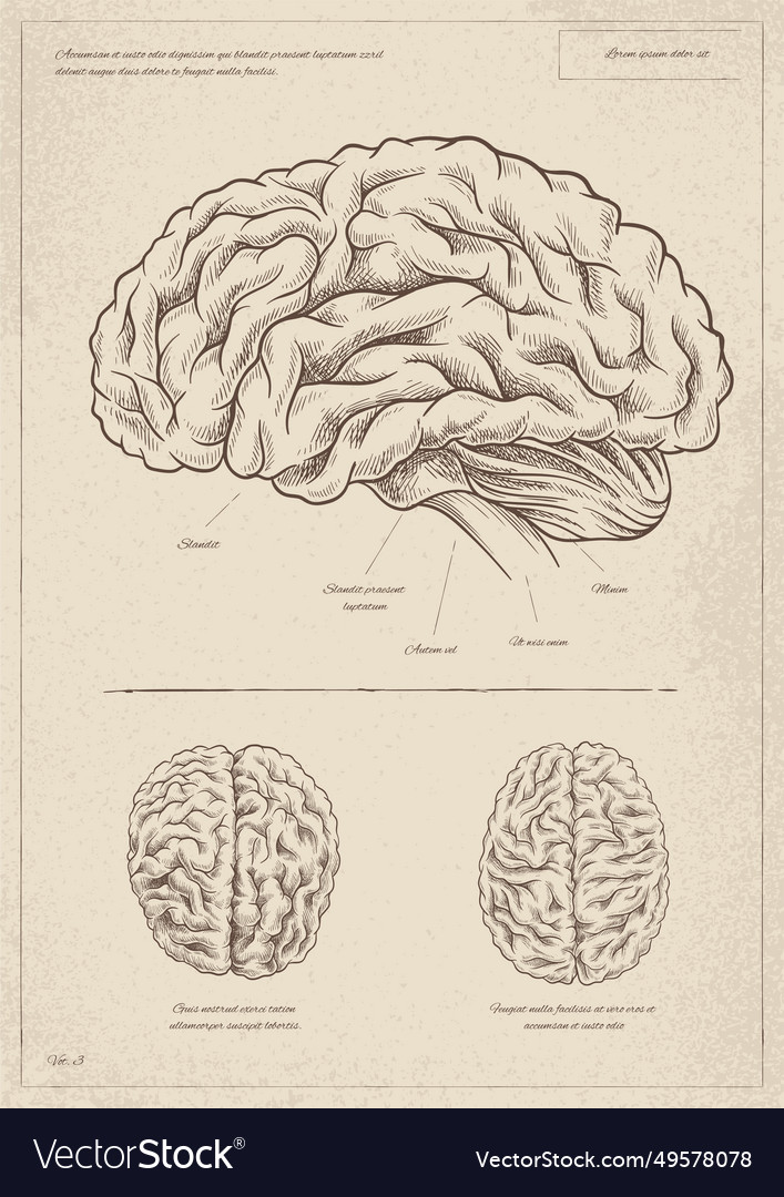 Medical vintage poster with brain Royalty Free Vector Image