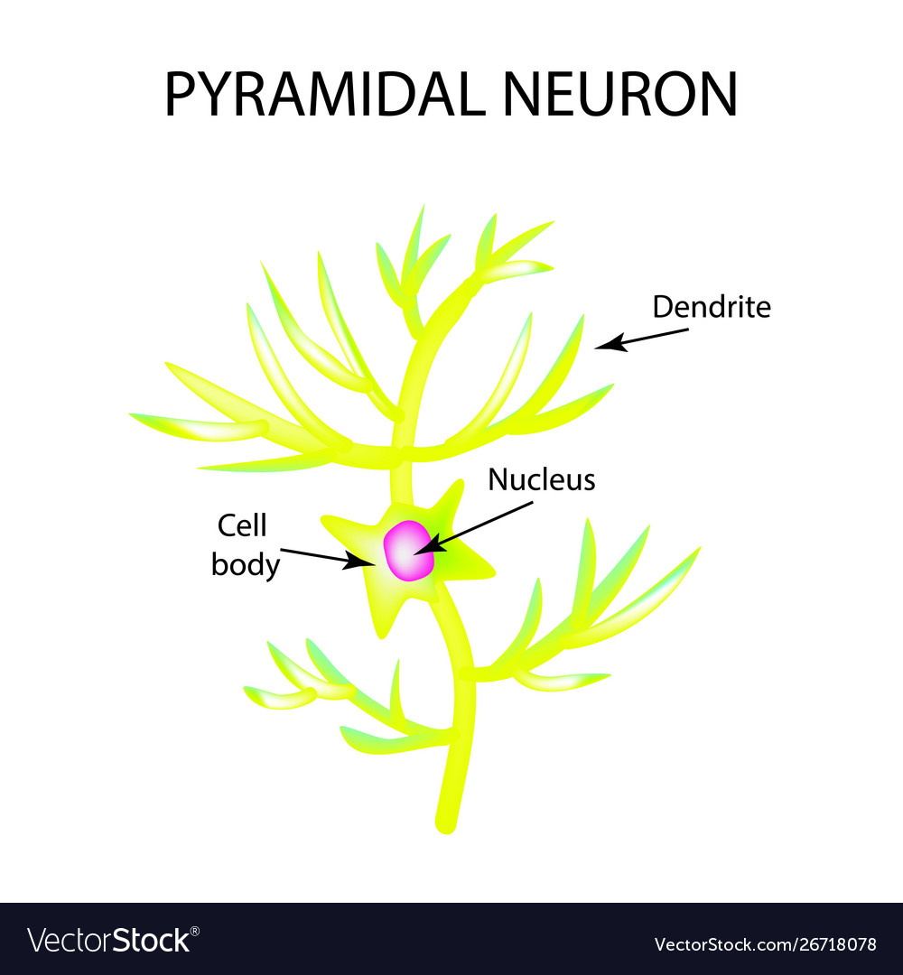 Structure pyromidal neuron nerve cell vector image Structure pyromidal neuron nerve cell