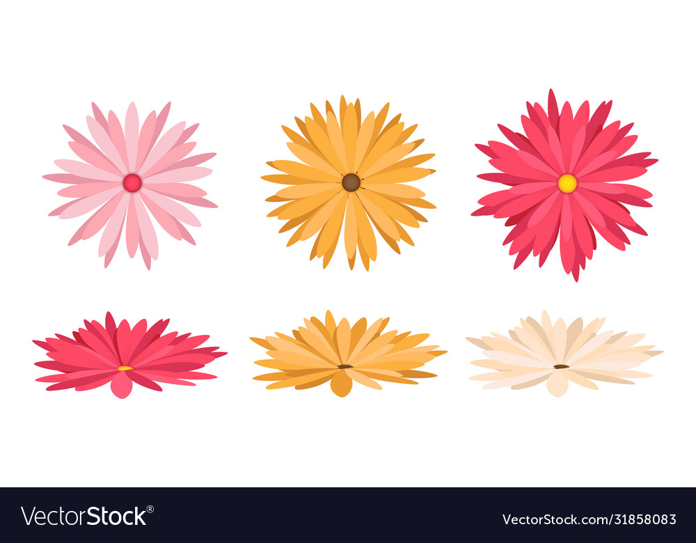 Beautiful colorful flower template background