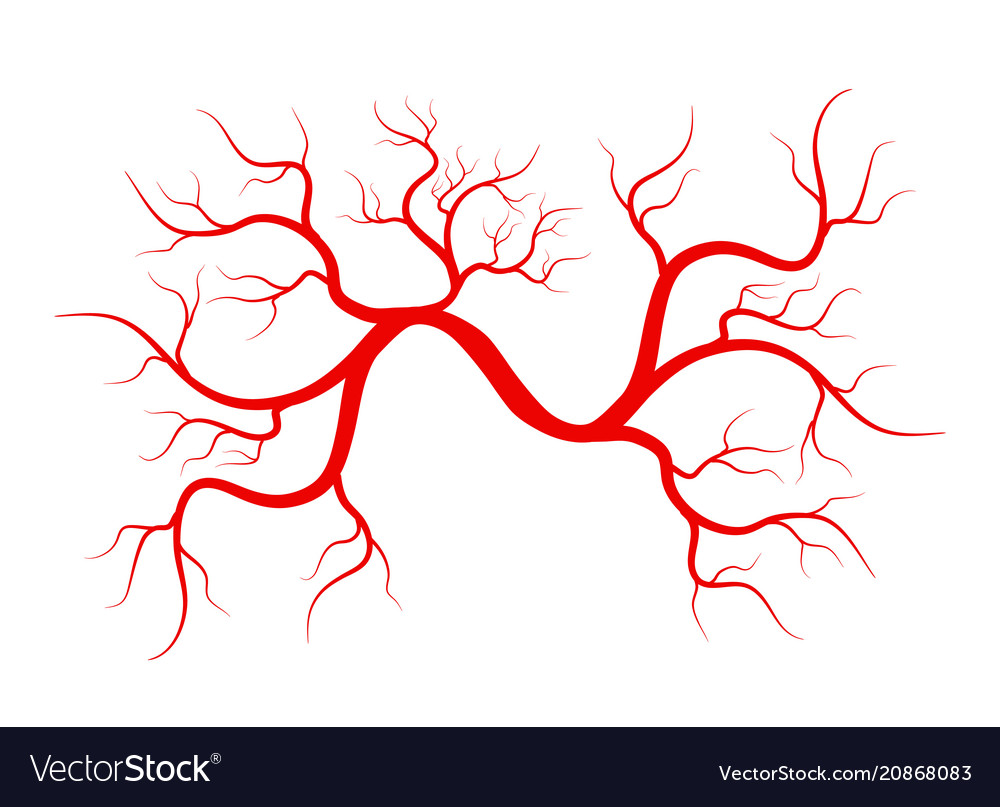 Vein Vector Clipart Illustrations Vein Clip Art Vector Eps | My XXX Hot ...