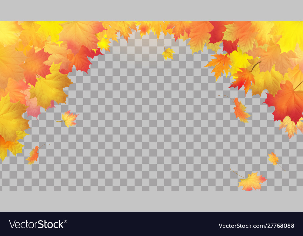 Falling autumn maple leaves on transparent Vector Image Falling autumn maple leaves on transparent