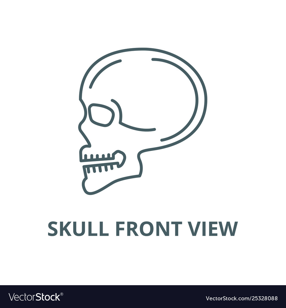 Skull front view line icon linear concept vector image Skull front view line icon linear concept