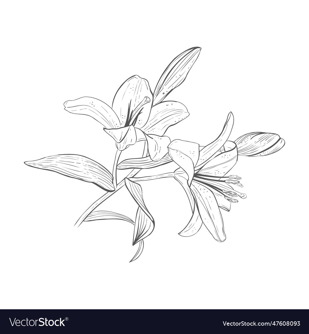 Big branch of a blooming Royalty Free Vector Image