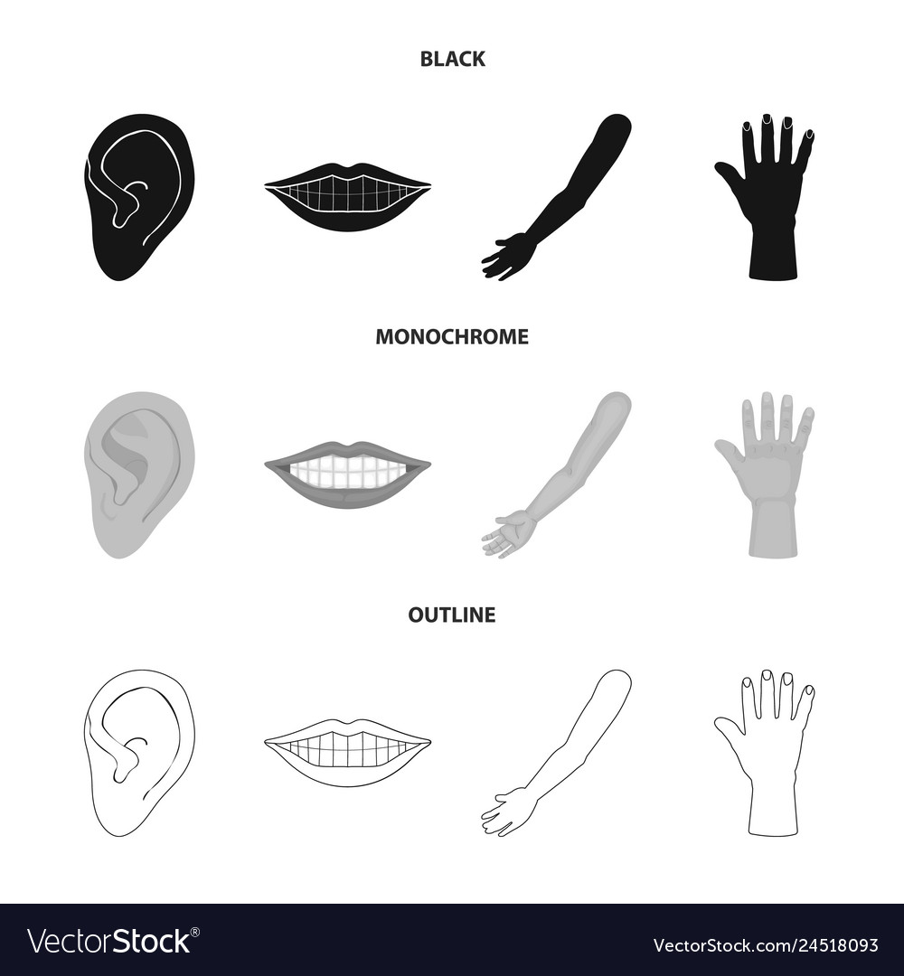 Isolated object of body and part symbol vector image Isolated object of body and part symbol