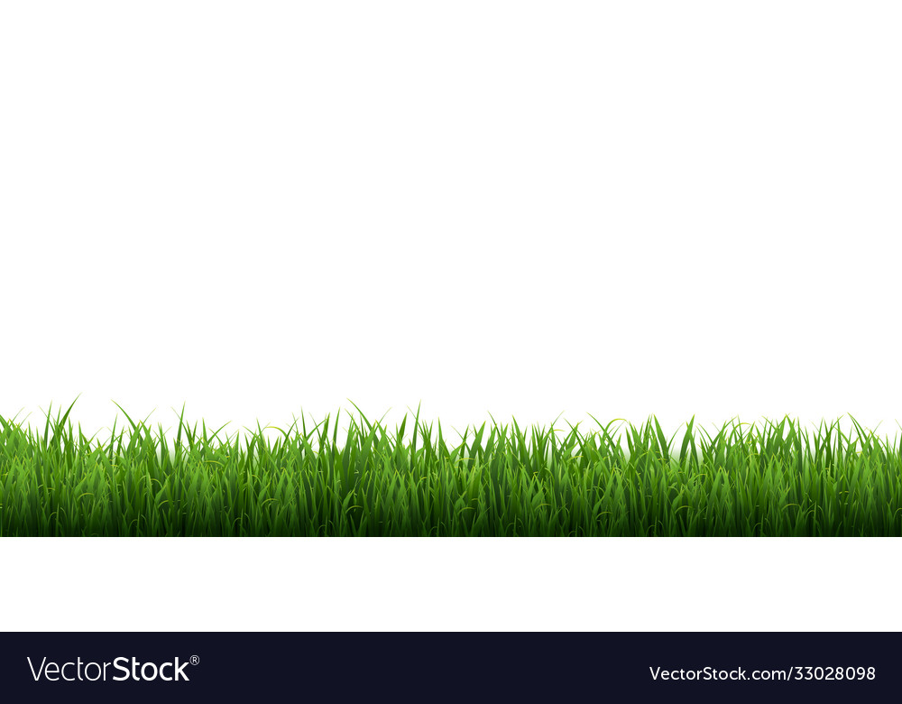 Green grass border isolated white background Vector Image