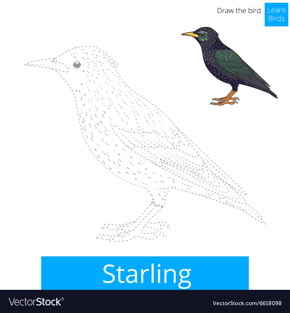 Starling bird learn to draw
