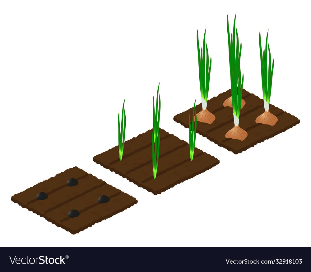 Different stages onion growth Royalty Free Vector Image