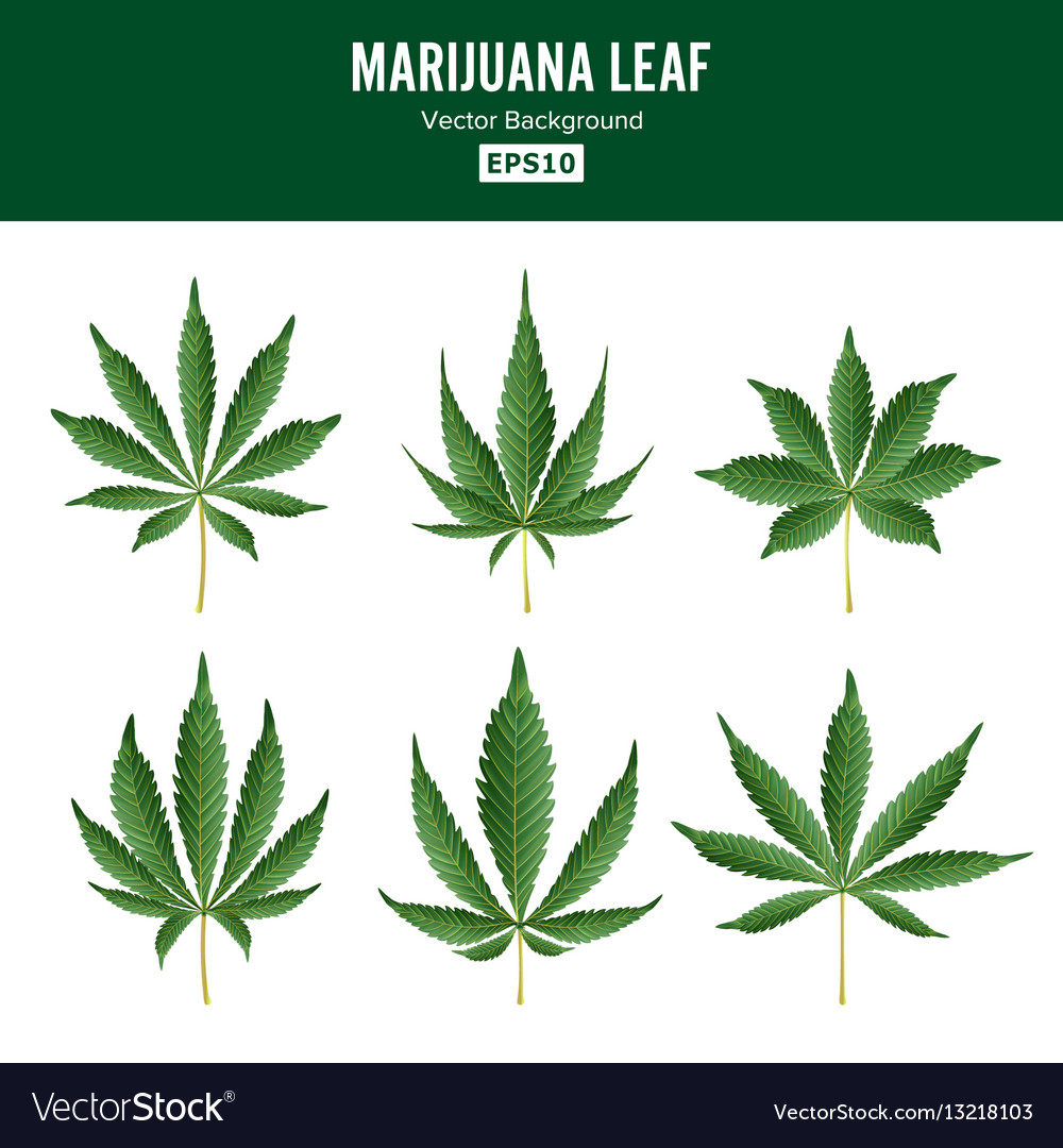 Marijuana green leaf medicinal herbs