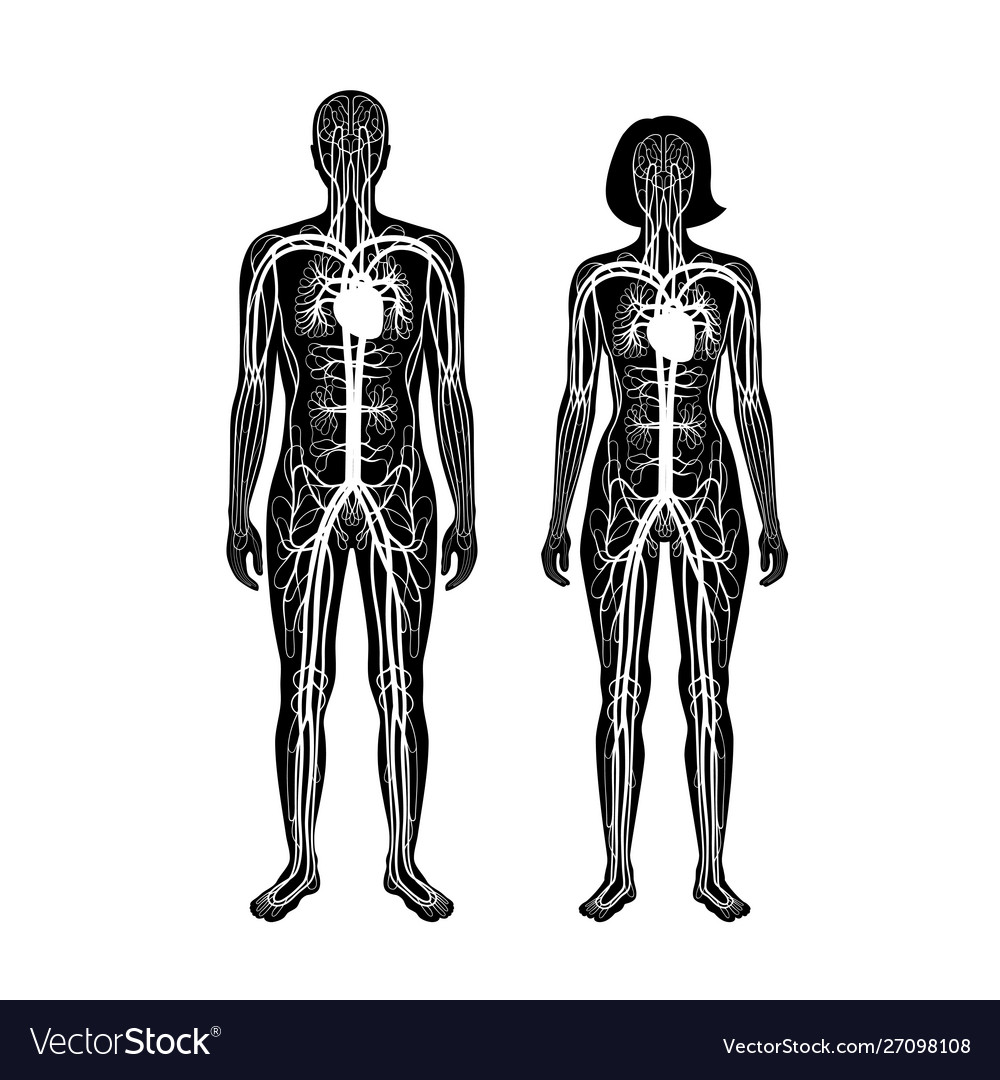 Circulatory System Anatomy Royalty Free Vector Image Circulatory System Anatomy Royalty Free Vector Image