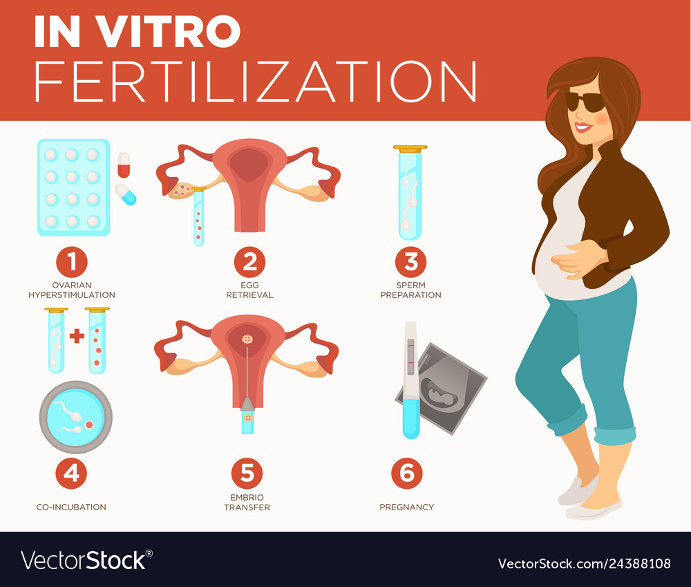 Pregnancy and medicine in vitro fertilization Vector Image