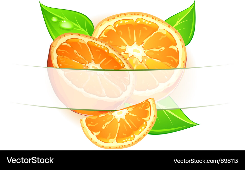Citrus background Royalty Free Vector Image - VectorStock