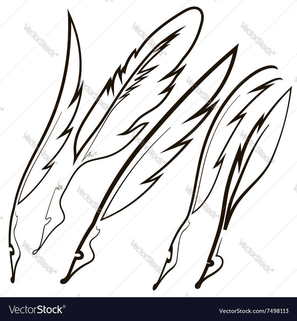 Set of different feathers
