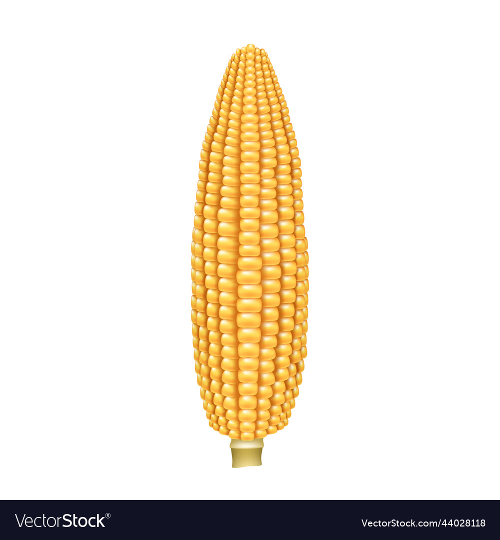 Corn cob realistic corncob natural meal ripe