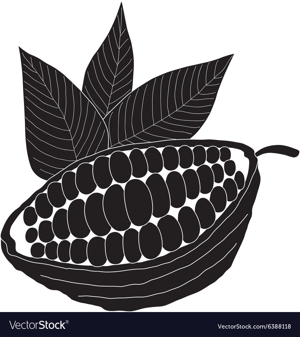 The cacao pod Royalty Free Vector Image - VectorStock