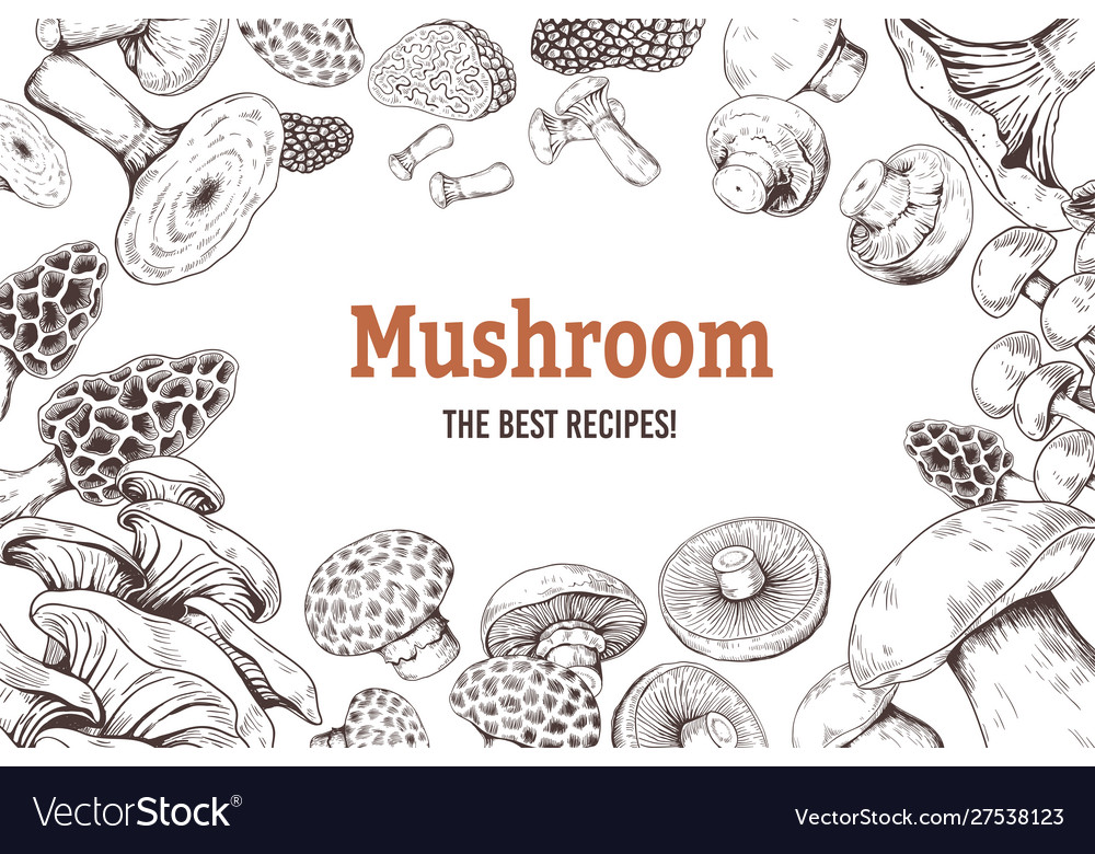 Mushroom sketch background organic food Royalty Free Vector