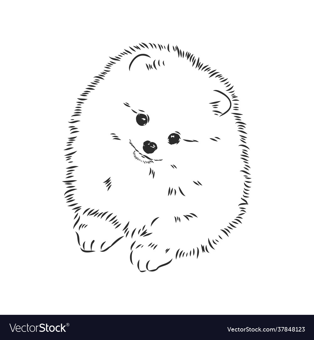 Pomeranian Dog Hand Drawn Sketch Purebred Lap Vector Image