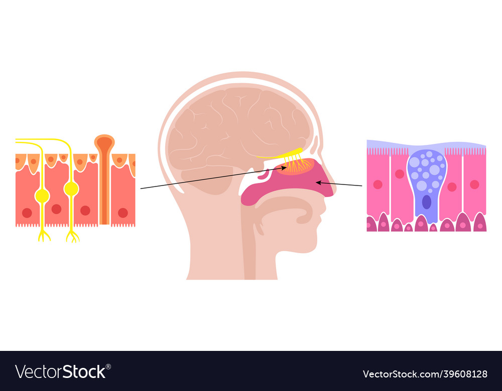 Nasal cavity anatomy Royalty Free Vector Image