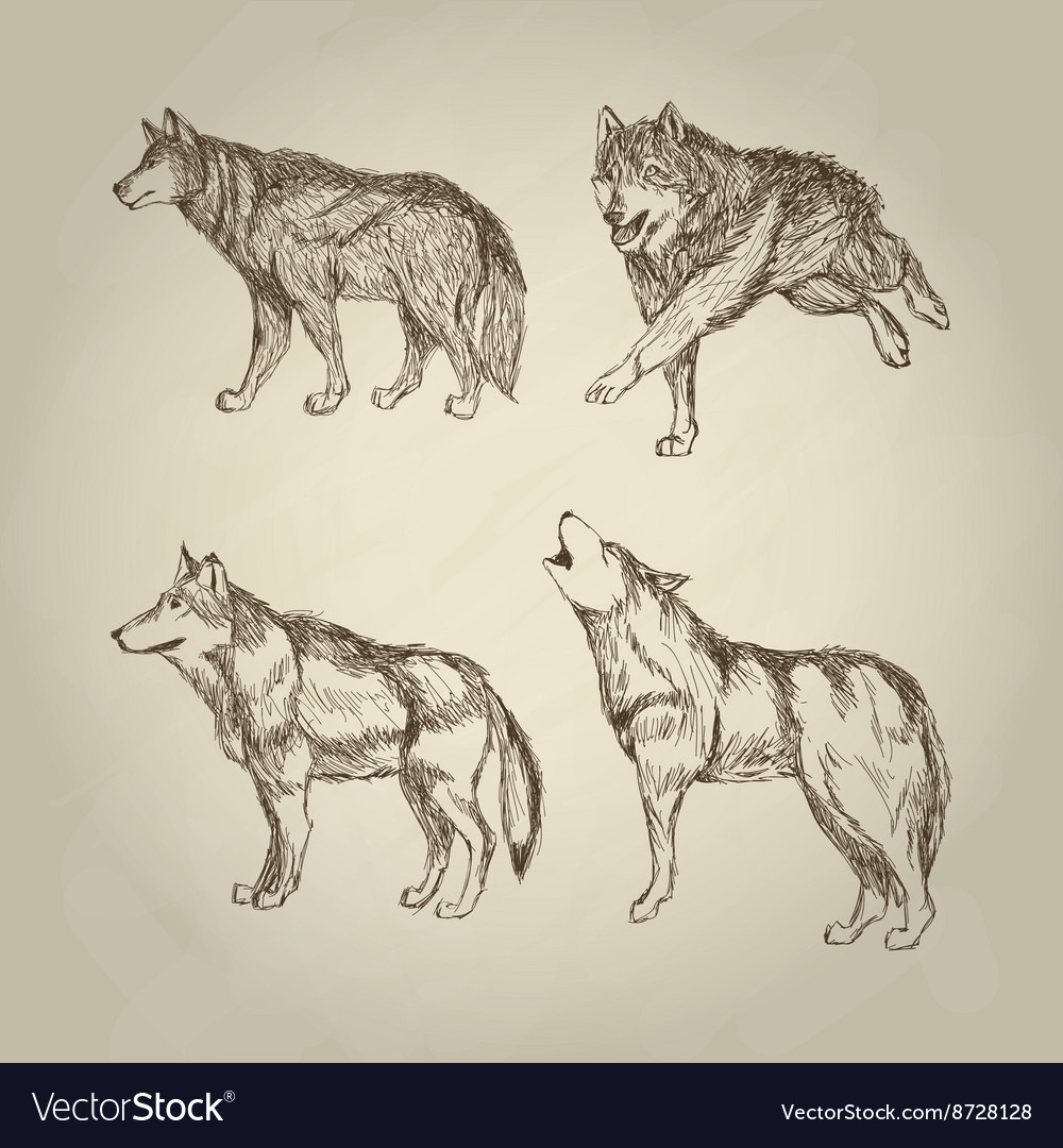 Wolf design animal conceptwildlife Royalty Free Vector Image