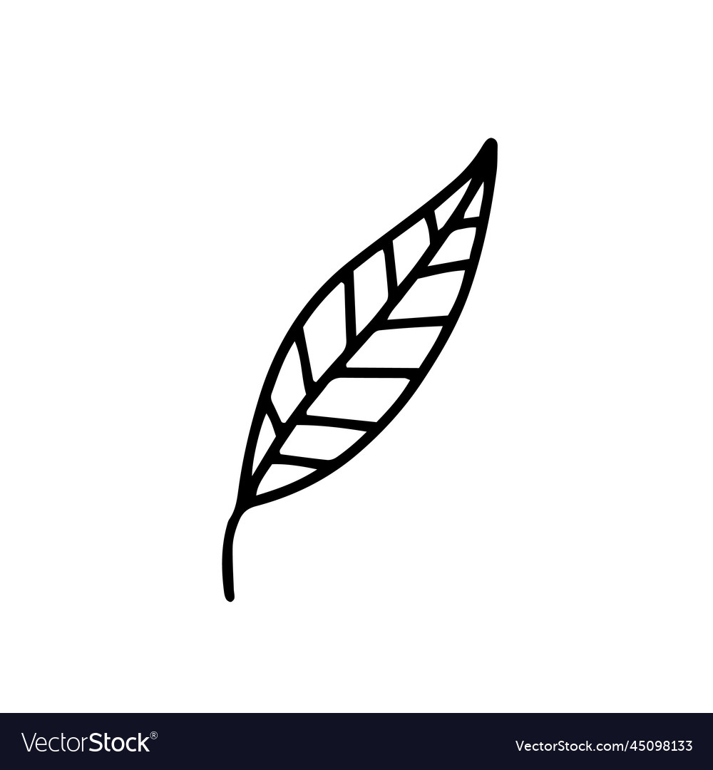 Doodle leaf clipart Royalty Free Vector Image - VectorStock