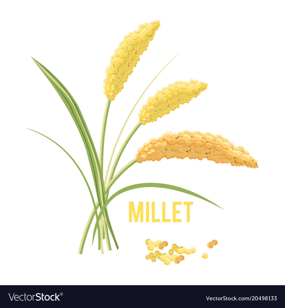 White Millet Plant