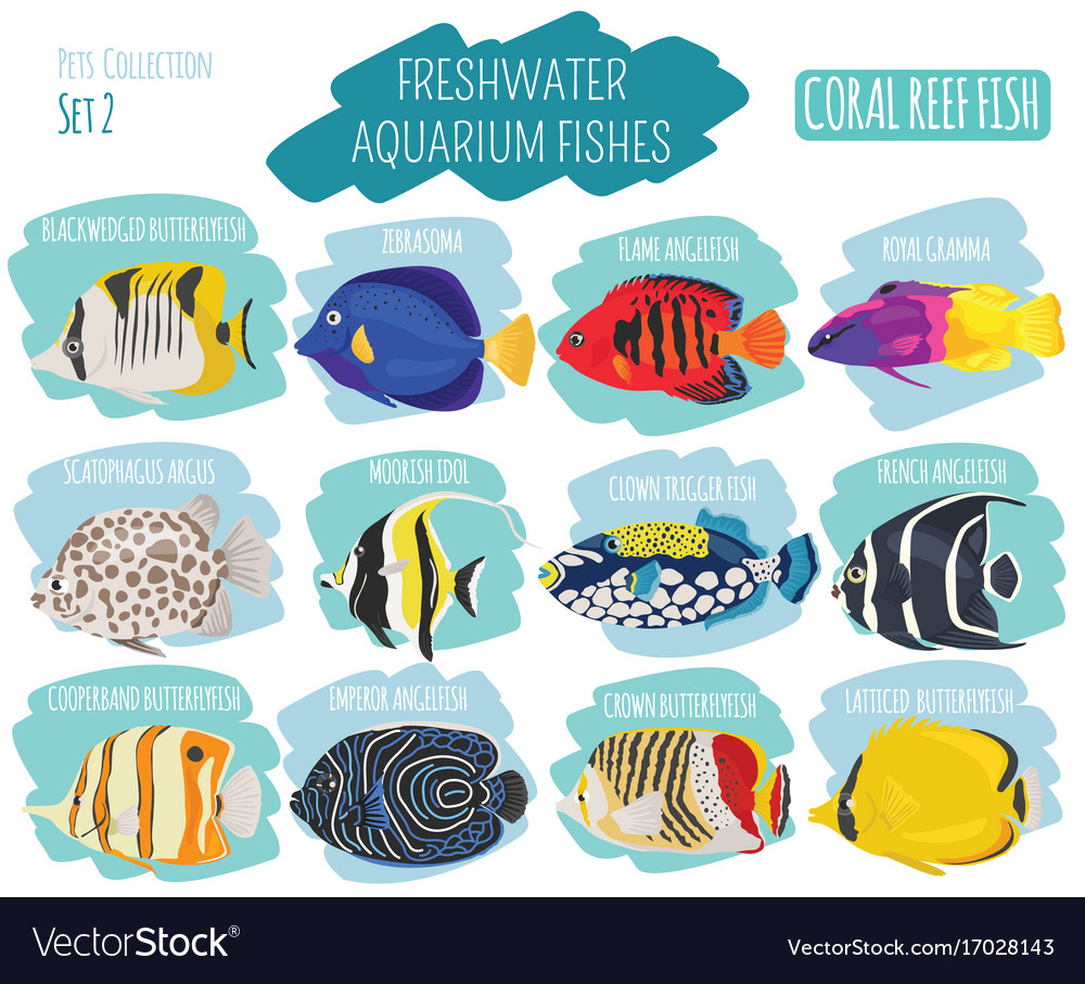 Freshwater aquarium fish breeds icon set flat Vector Image