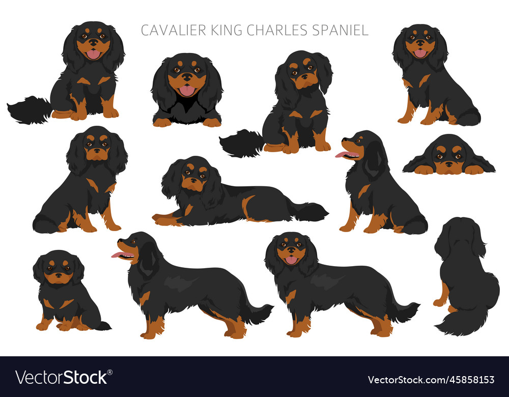 Cavalier king charles spaniel clipart all coat