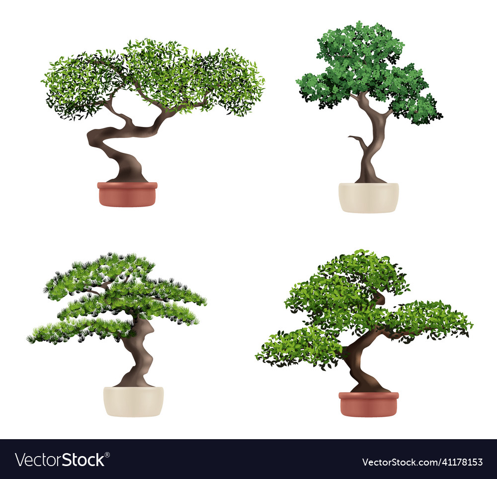 Decorative tree bonsai realistic botanical Vector Image