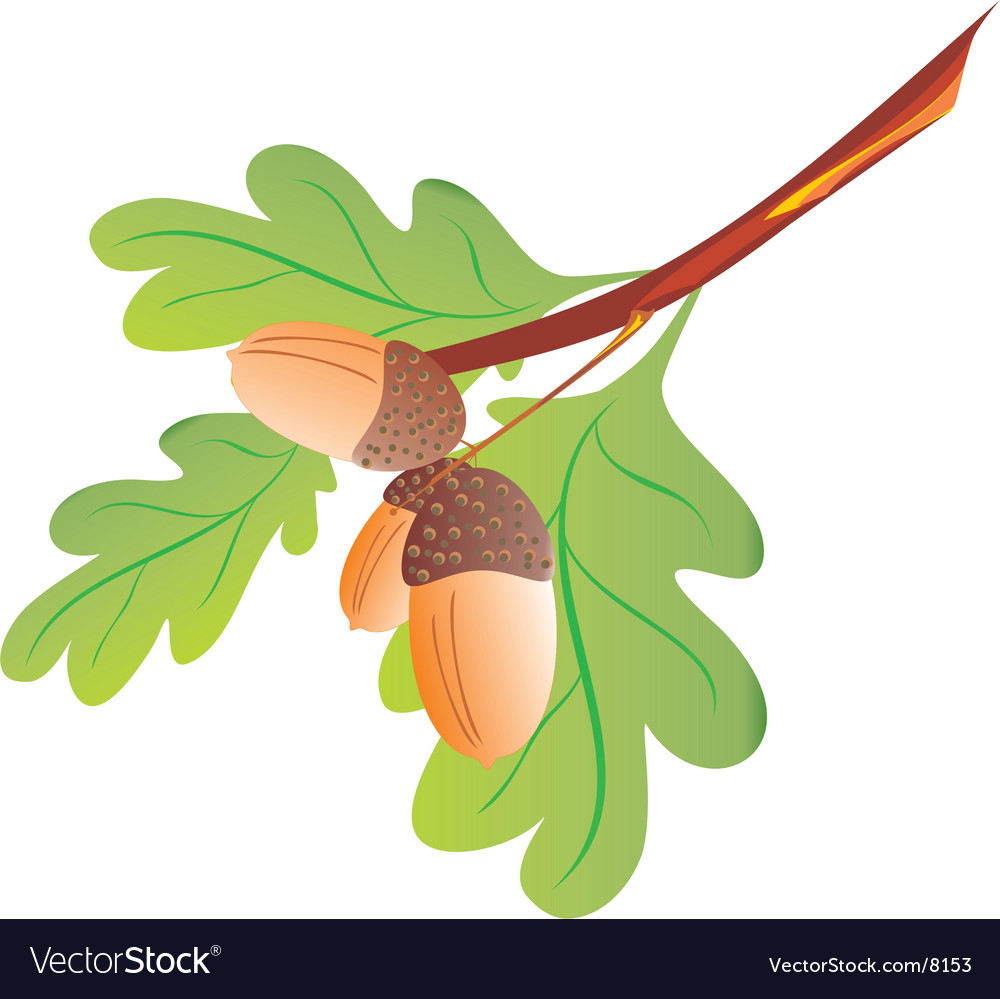 Oak Branch with Acorn